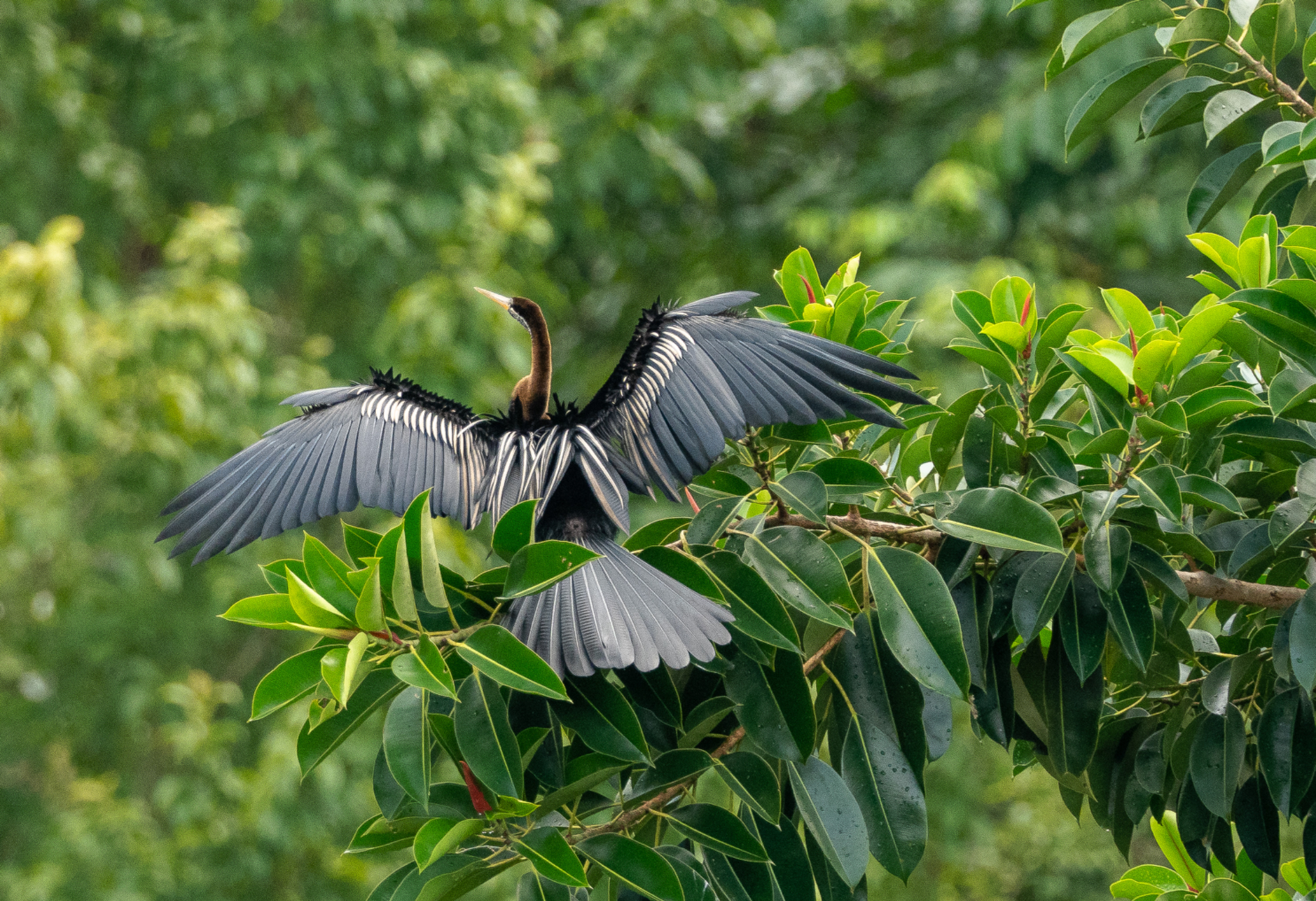 Oriental Darter